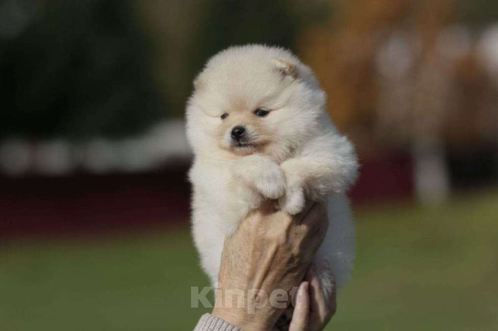 Собаки в Москве: Померанский шпиц, девочка Девочка, Бесплатно - фото 2