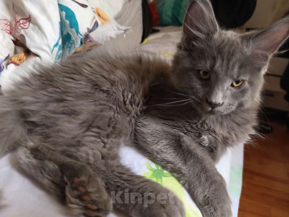 Кошки в других городах Ленинградской области: Котята Менйн Кун polidakt Мальчик, 30 000 руб. - фото 4