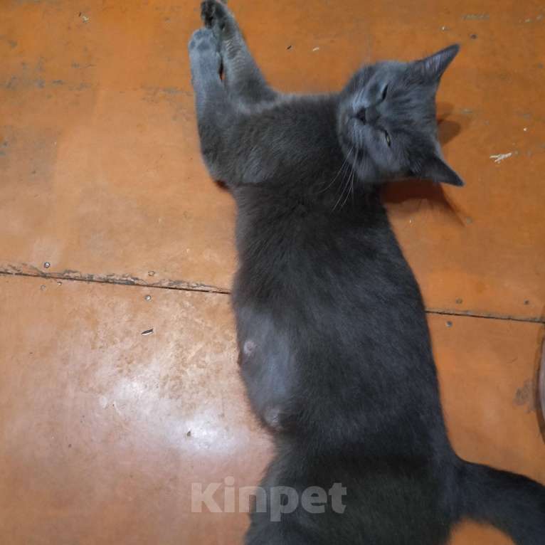 Кошки в других городах Башкортостана: Котята от британской кошки Разнополые, Бесплатно - фото 3