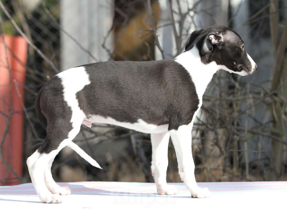 Собаки в Москве: Щенки уиппета Разнополые, Бесплатно - фото 3