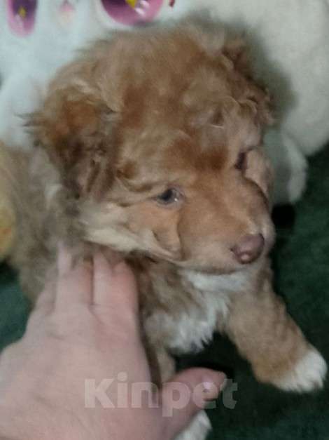 Собаки в Екатеринбурге: Красавчик  Мальчик, 20 000 руб. - фото 2