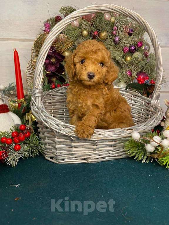 Собаки в Москве: Той-пудель щенки Девочка, 50 000 руб. - фото 9