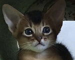 Кошки в Верее: Абиссинский чистокровный котёнок Мальчик, 30 000 руб. - фото 2