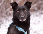 Собаки в Москве: Скромный добрый Блэк в поисках дома Мальчик, Бесплатно - фото 1