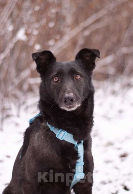 Собаки в Москве: Скромный добрый Блэк в поисках дома Мальчик, Бесплатно - фото 1