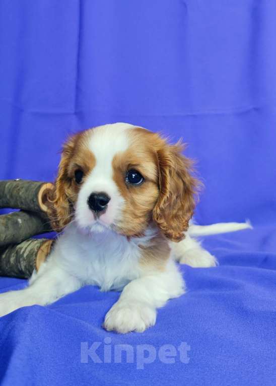 Собаки в Санкт-Петербурге: Мальчик кавалер Кинг Чарльз спаниель  Мальчик, Бесплатно - фото 3