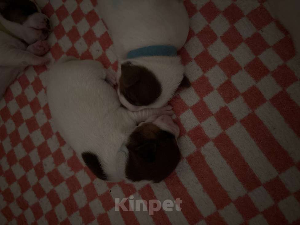 Собаки в Москве: Щенок джек-рассел-терьер от титулованных родителей  Мальчик, 35 000 руб. - фото 4