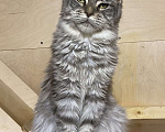 Кошки в Дедовске: Кошечка Мейн-кун без ограничения Девочка, 20 000 руб. - фото 1