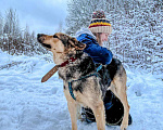 Собаки в Москве: Актай из Приюта Солнцево в добрые руки Мальчик, Бесплатно - фото 3