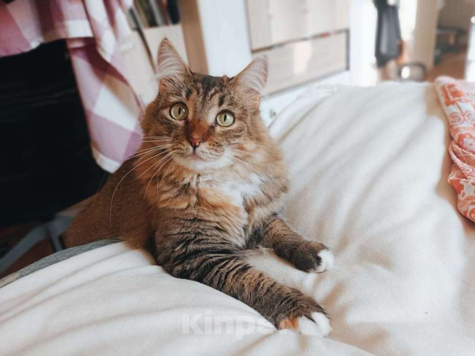 Кошки в Москве: Пушистая красотка Афина (3 г.) в дар Девочка, Бесплатно - фото 5