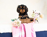 Собаки в Электростали: Мальчики кавалер кинг чарльз спаниеля🐾 **Щенки кавалер-кинг-чарльз-спаниеля (чёрно-подпалые, мальчи Мальчик, 90 000 руб. - фото 2
