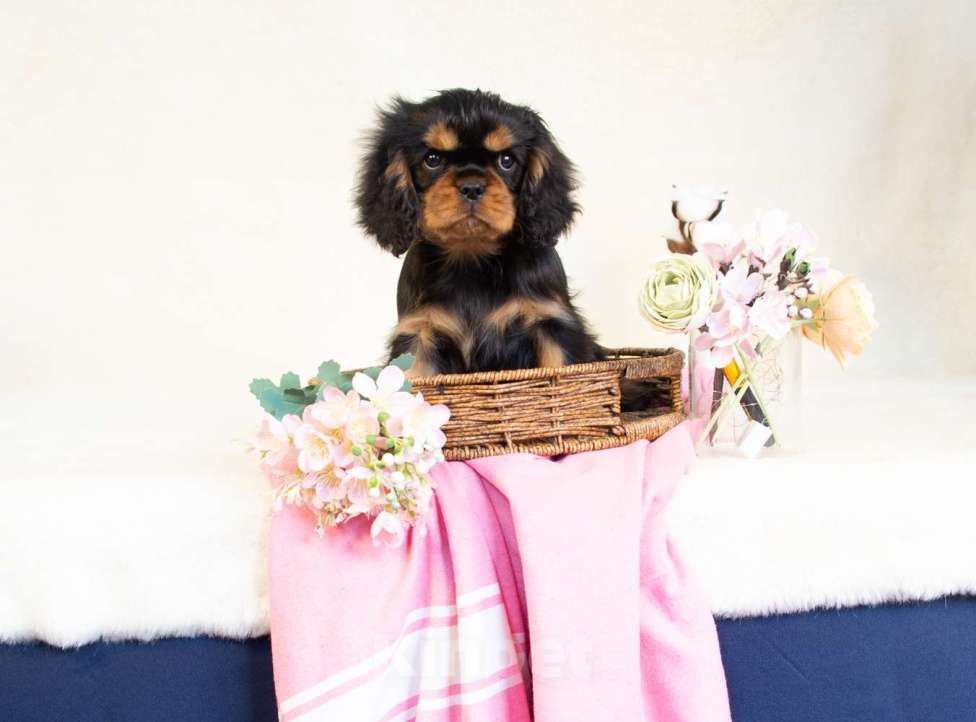 Собаки в Электростали: Мальчики кавалер кинг чарльз спаниеля🐾 **Щенки кавалер-кинг-чарльз-спаниеля (чёрно-подпалые, мальчи Мальчик, 90 000 руб. - фото 2