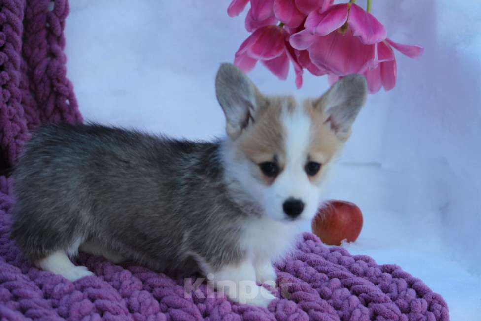 Собаки в других городах Московской области: сука вельш корги пемброк Девочка, 55 000 руб. - фото 2
