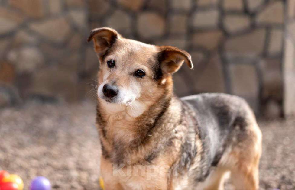 Собаки в Москве: Бася. Свободная и независимая девочка Девочка, Бесплатно - фото 4