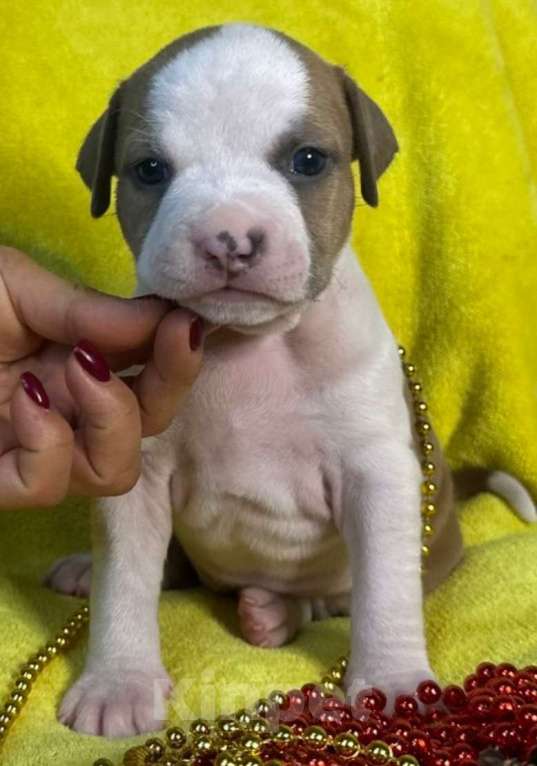 Собаки в Магадане: Щенки Стаффордширского терьера Девочка, 60 000 руб. - фото 1