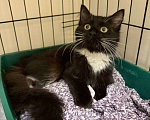 Кошки в Москве: Котенок в поисках дома Девочка, Бесплатно - фото 3