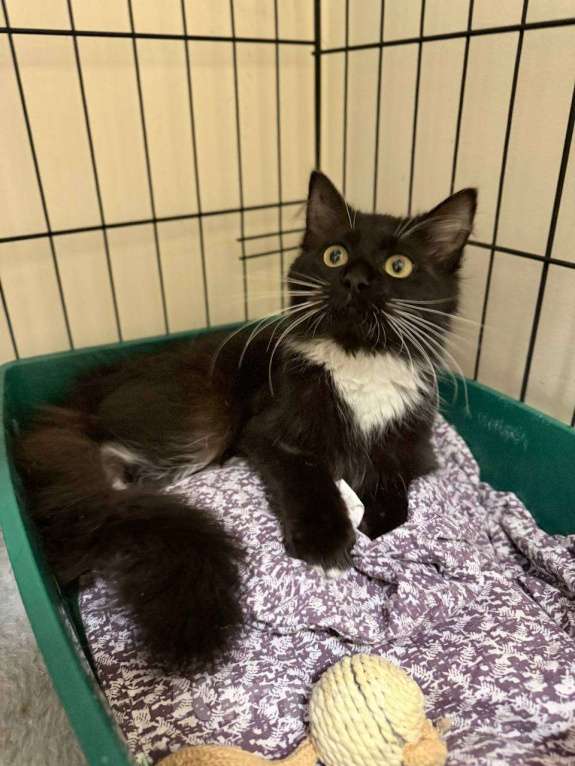 Кошки в Москве: Котенок в поисках дома Девочка, Бесплатно - фото 3