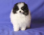 Собаки в Люберцах: Девочка шпица, триколорка Девочка, 50 000 руб. - фото 3