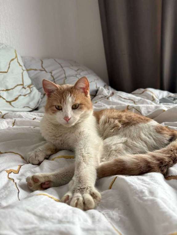 Кошки в Москве: Кот Пельмень ищет дом Мальчик, Бесплатно - фото 1