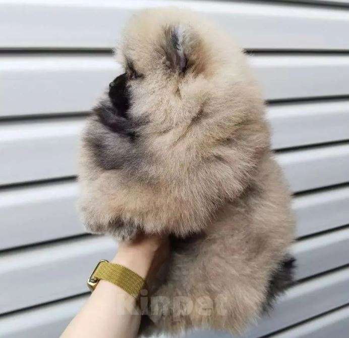 Собаки в Москве: Померанский шпиц мини микро Девочка, Бесплатно - фото 4