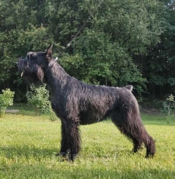 Собаки в других городах Башкортостана: Ризеншнауцер Девочка, Бесплатно - фото 1