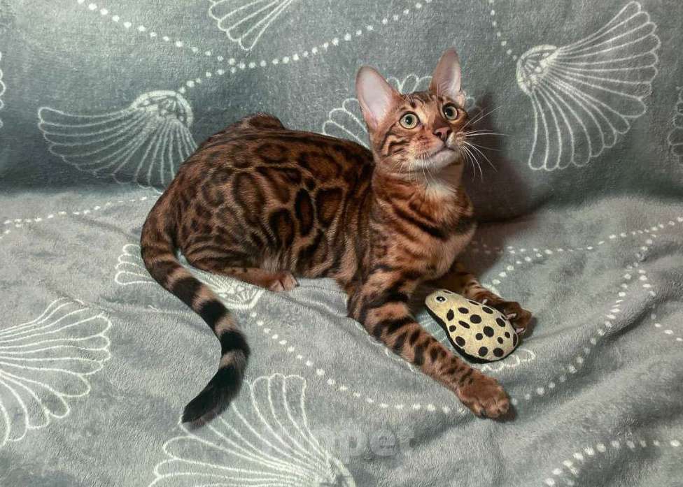 Кошки в Санкт-Петербурге: Бенгальский котенок, с документами Девочка, 30 000 руб. - фото 3
