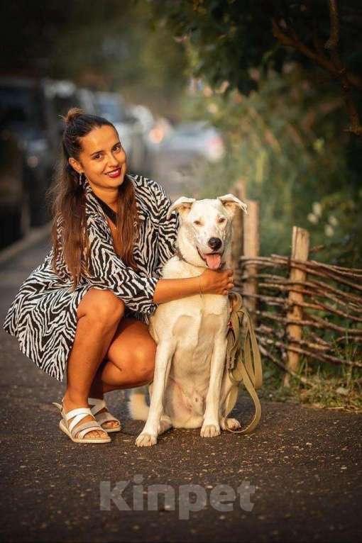 Собаки в Москве: Белый ласковый пёсель Этьен в самые добрые руки Мальчик, 1 руб. - фото 4