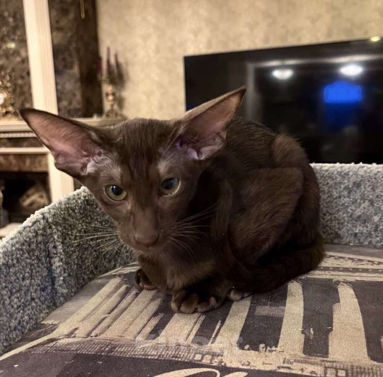 Кошки в Москве: Ориентальная шоколадная девочка Девочка, Бесплатно - фото 1