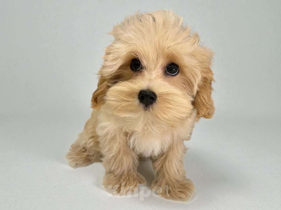 Собаки в Москве: Мальчик Мальтипу F1 Мальчик, 120 000 руб. - фото 1