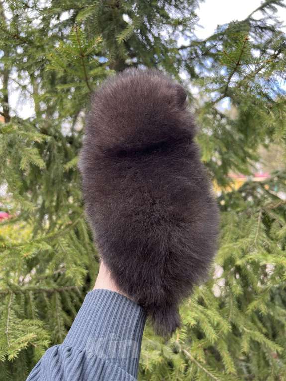 Собаки в Сосновом Бору: Девочка шпиц Виктория Девочка, 100 000 руб. - фото 2