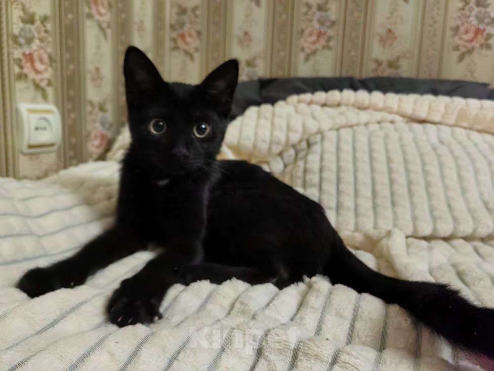 Кошки в Москве: Котёнок в добрые руки Мальчик, Бесплатно - фото 1