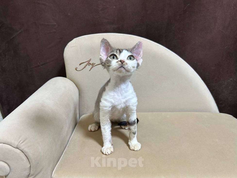 Кошки в Москве: девочка девон рекс биколор с зелеными глазками  Девочка, 85 000 руб. - фото 5