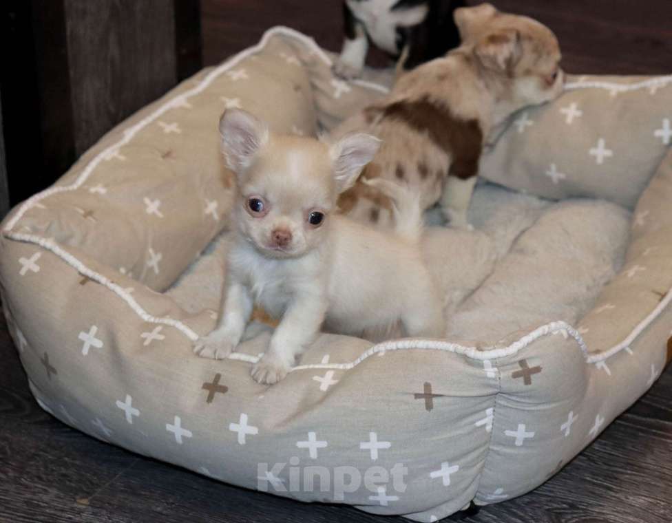 Собаки в Лобне: Крошка чихуахуа Мальчик, 55 000 руб. - фото 2