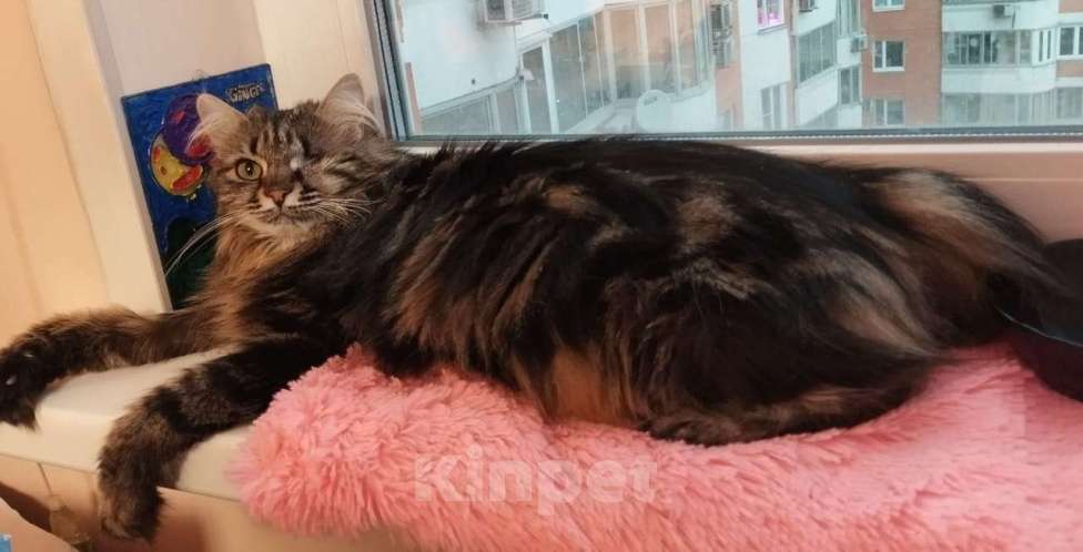 Кошки в Москве: Красивая, ласковая кошка в добрые руки  Девочка, Бесплатно - фото 2