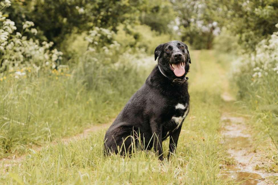 Собаки в Москве: Нерастраченный талант! Мальчик, Бесплатно - фото 2