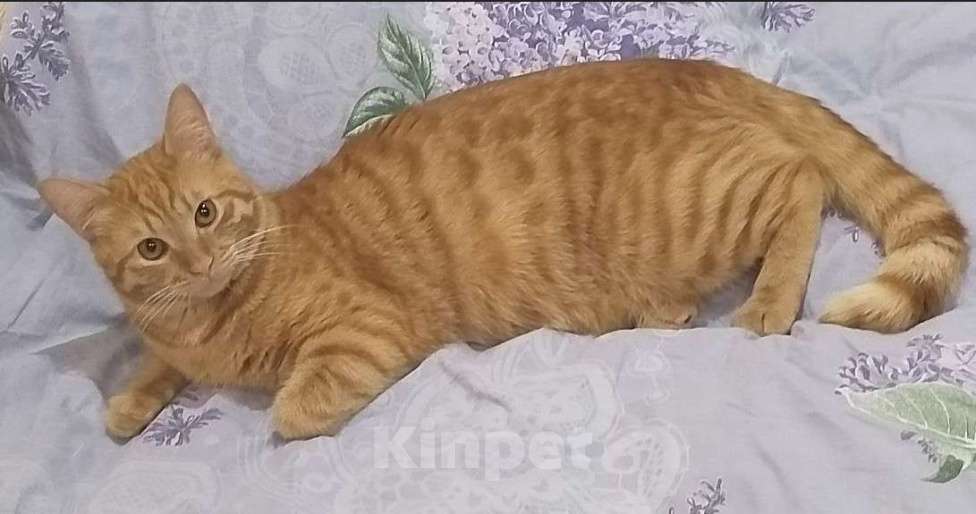 Кошки в Волжском: Котёнок в добрые руки Мальчик, Бесплатно - фото 4