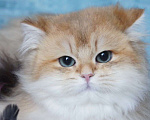 Кошки в Владивостоке: Длинношерстный британский котик Мальчик, 40 000 руб. - фото 1