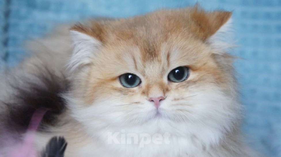 Кошки в Владивостоке: Длинношерстный британский котик Мальчик, 40 000 руб. - фото 1