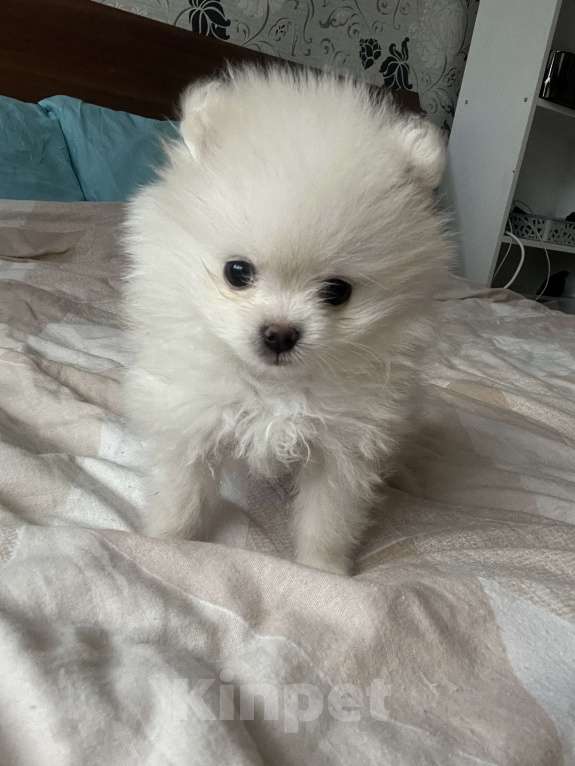 Собаки в Нижнем Новгороде: Крошка шпиц-мальчик Мальчик, 23 000 руб. - фото 3