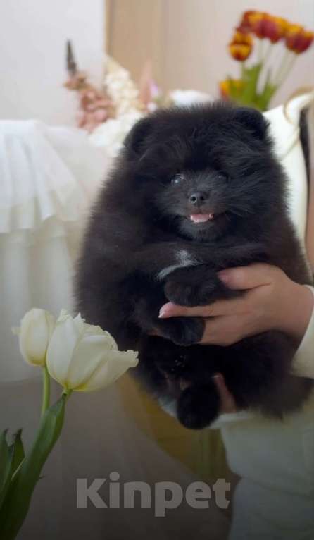 Собаки в Магнитогорске: Жан Ван Клив🤗 Мальчик, 30 000 руб. - фото 4