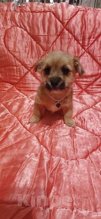 Собаки в Екатеринбурге: Малыши Девочка, 15 000 руб. - фото 1