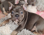 Собаки в Санкт-Петербурге: Шикарная голубая девочка Девочка, 70 000 руб. - фото 2