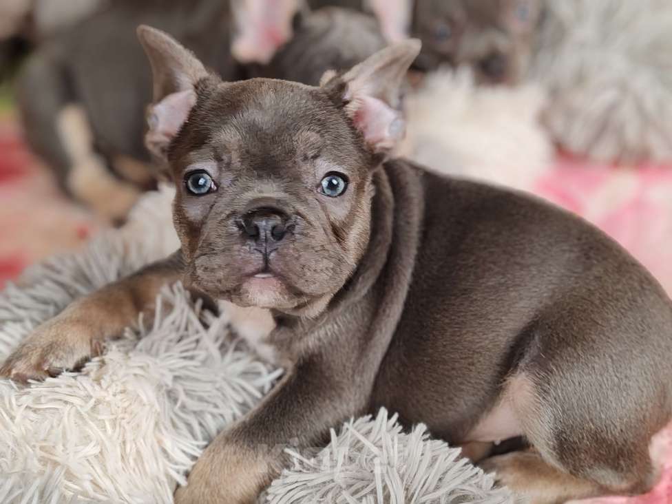 Собаки в Санкт-Петербурге: Шикарная голубая девочка Девочка, 70 000 руб. - фото 2