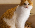 Кошки в Екатеринбурге: Кот Лева Мальчик, Бесплатно - фото 7