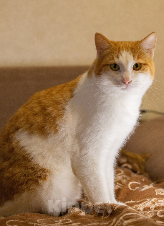 Кошки в Екатеринбурге: Кот Лева Мальчик, Бесплатно - фото 7
