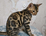 Кошки в Краснодаре: Котенок бенгал Девочка, Бесплатно - фото 2