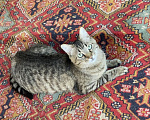 Кошки в Москве: Очаровательный молодой котик-полосатик Рысик Мальчик, Бесплатно - фото 1