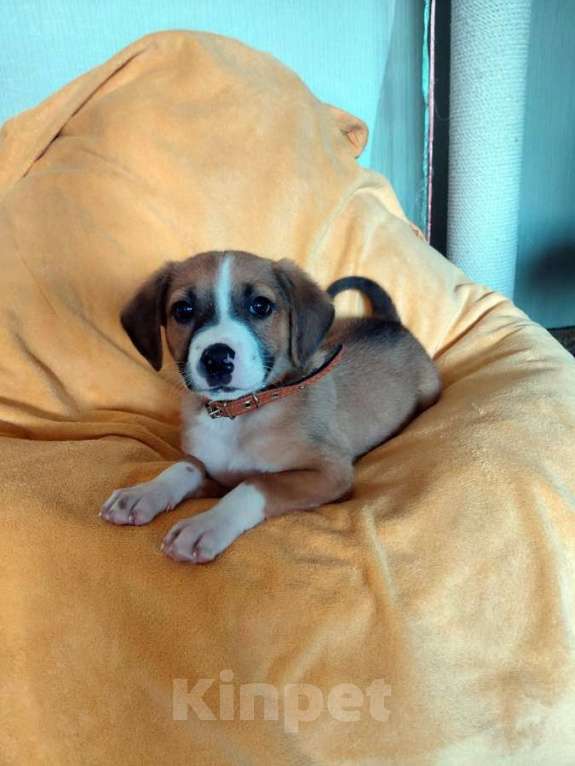 Собаки в Санкт-Петербурге: Маленький красавчик ищет дом Мальчик, Бесплатно - фото 6