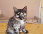 Кошки в Краснодаре: Кошечка дымная черепаха Девочка, Бесплатно - фото 3