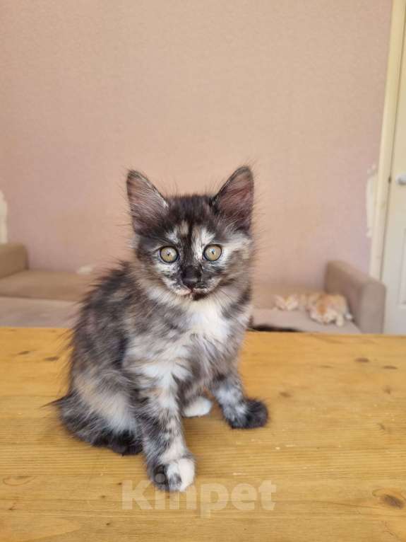 Кошки в Краснодаре: Кошечка дымная черепаха Девочка, Бесплатно - фото 3